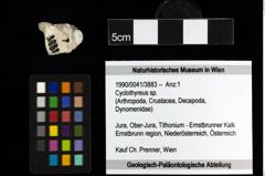 Foto (Objekt + Etiketten) von Cyclothyreus sp. 